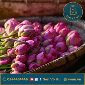 Hoa sen Bách diệp Hồ Tây ngâm rượu