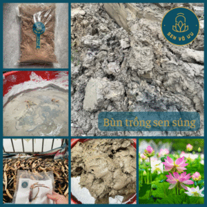 Đất - bùn trồng sen súng 2kg