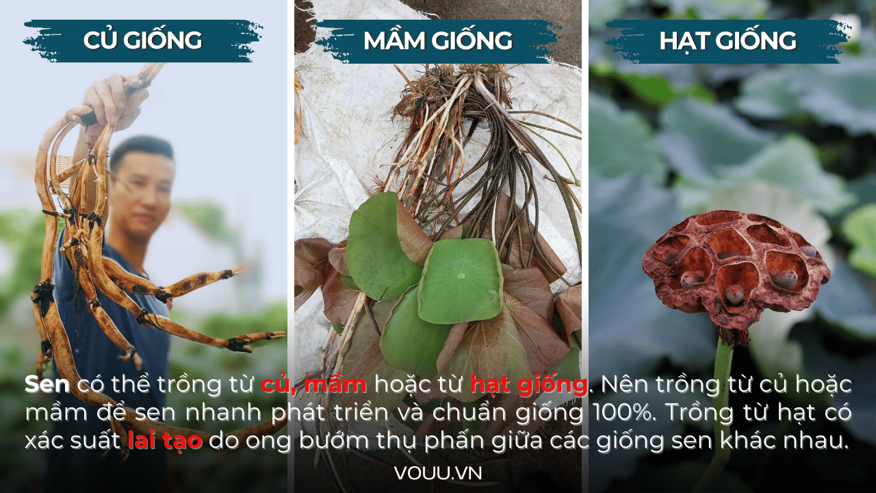 cu-giong-mam-hat-sen-sen-vo-uu-4