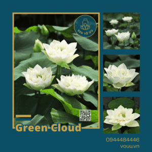 Giống sen Green Cloud lotus