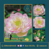 Giống sen Tiên Nữ Ánh Hồng H35