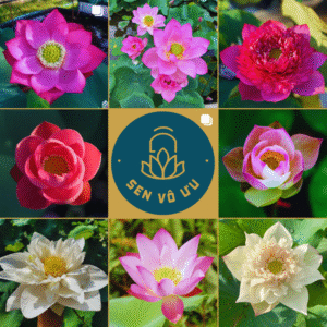 Hạt sen giống ngẫu nhiên