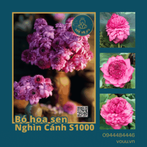 Bó 10 bông hoa sen Nghìn Cánh (sen S1000)