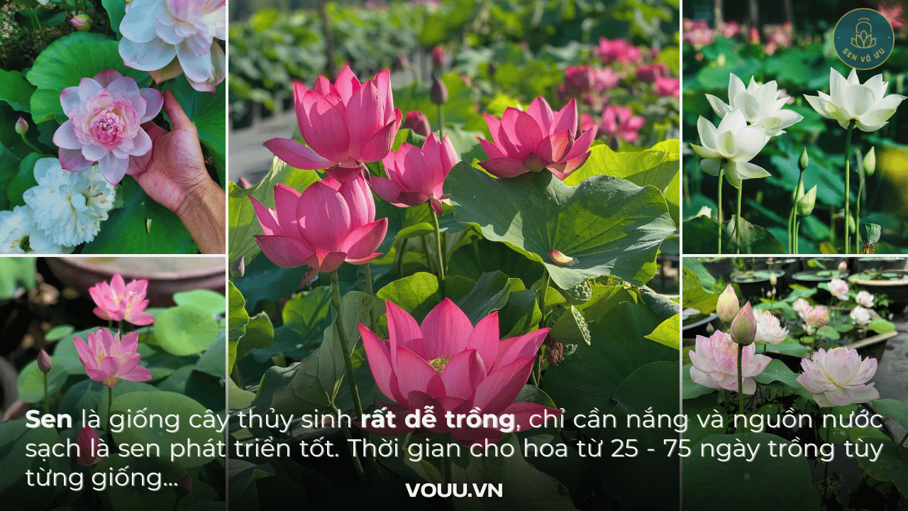 kinh-nghiem-trong-sen-sen-vo-uu-3