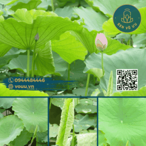 Lá sen tươi | Lá sen bọc thực phẩm