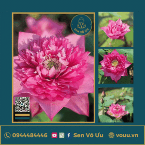 Giống sen Marigol Pink
