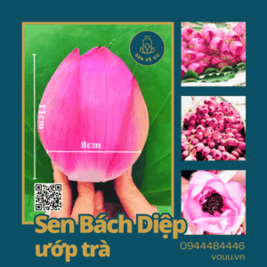 Hoa sen Bách diệp Hồ Tây làm trà