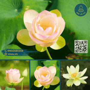 Củ giống Sen Bỉ Ngạn - Ai Jiangnan lotus