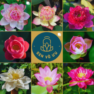 Giống sen ngẫu nhiên