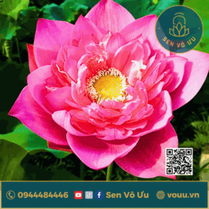 Củ giống sen Hồng Hạc