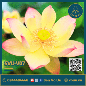 Giống sen Lộc Thành Thu