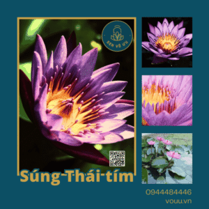 Giống hoa súng Thái màu tím siêu hoa | Sen Vô Ưu
